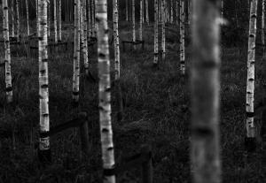RL - fading light - berkenbos zw half A4          