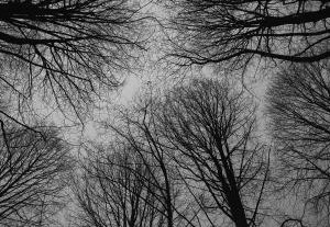 RL - fading light - bomen tegen de lucht half A4          