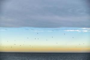 Schiermonnikoog - oranje roze  blauwe lucht met vogels 